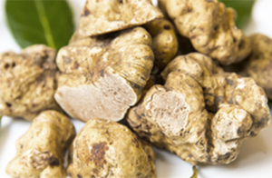 Image of white truffle